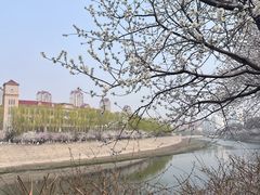 -桃花堤公园