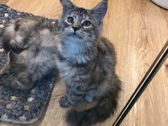 -momokira米努特·德文卷毛猫·棉花面纱犬