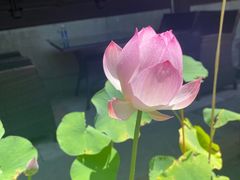 -月湖公园