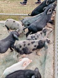 -阿菠萝小猪农场·萌宠乐园·亲子游·研学