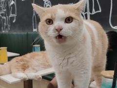 -安格丽娜·狗咖·猫咖羊驼咖(春熙路百盛商场店)