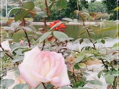 -东莞植物园