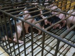 -黄记四更烤乳猪店