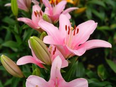 -南通洲际绿博园