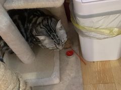 -猫咪派对(江南西店)