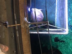 -海棠湾洲际-涛·海底餐厅·美人鱼·自助餐·海底隧道