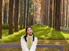 -黄海国家森林公园