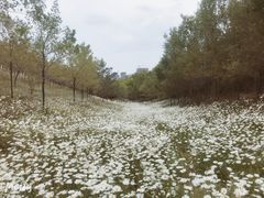 -小绿谷公园