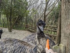 -常州淹城野生动物世界