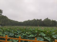 -东升八家郊野公园