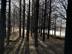 -羊亭河湿地公园