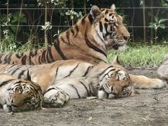 -上海野生动物园老虎餐厅