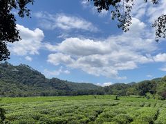 -中国茶叶博物馆(双峰馆区)