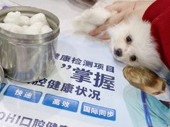 -伟伟宠物医院·CT影像中心·瑞派犬猫综合性门诊(汉口总院)