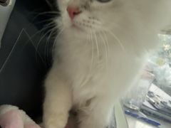 -博特宠物医院24h犬猫全科.骨科·异宠