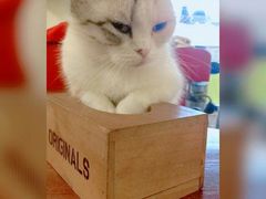 -猫色咖啡·猫咖