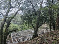 -桑洲油菜花景区