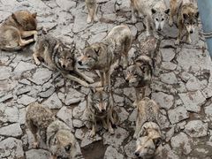-西霞口神雕山野生动物世界
