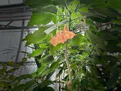 -北京植物园-展览温室