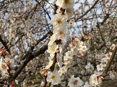 -苏州上方山国家森林公园