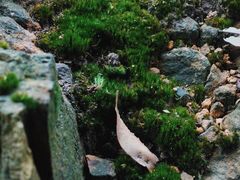 -南山植物园