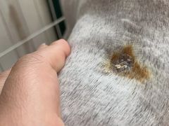 -艾贝尔宠物医院·24H转诊中心·肿瘤猫专科(江宁双龙店)