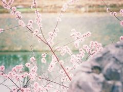 -桃花堤公园