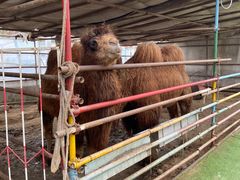 -南宫五洲植物乐园