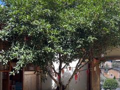 -杨家堂村