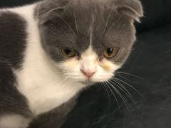 -豆老板的猫咖啡(碑林博物馆店)