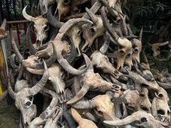 -呀路古热带植物园