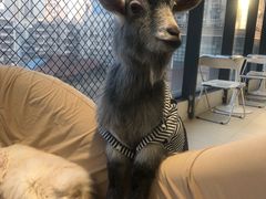 -怪兽屋·羊驼·猫咖·狗咖(俊华广场店)