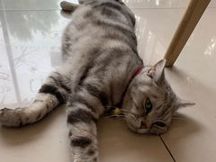 -平行世界·猫咖(首经贸店)