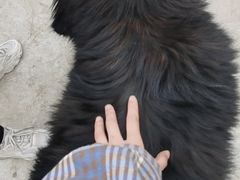 -成都爱之家动物救助中心