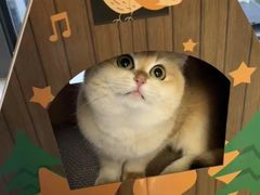 -猫十亿·布偶金渐层·曼基康矮脚猫舍(青年路店)