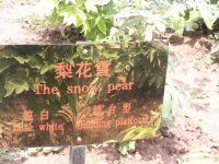 -曹州百花园