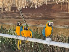 -西霞口神雕山野生动物世界