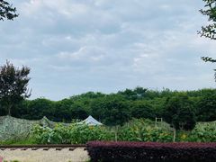 -武汉紫薇都市田园