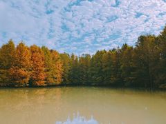 -上海海湾国家森林公园