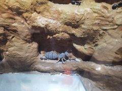 -上海昆虫博物馆