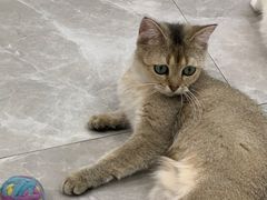 -猫力发电所·宠物专门店