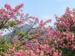 -东莞观音山旅游风景区