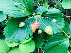 -上海市嘉定区中医医院