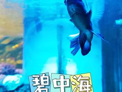 -碧中海汤泉汗蒸酒店