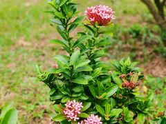 -中国科学院华南植物园