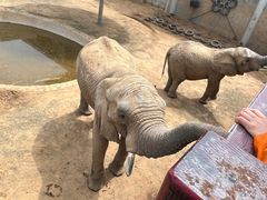 -西霞口神雕山野生动物世界