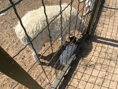 -呼伦贝尔大草原巴尔虎蒙古部落民俗旅游度假景区