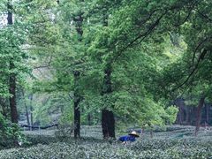 -野蔓果·山野菜(西湖景区·龙井茶田店)