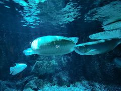 -太平洋海底世界