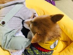 -逗柴咖啡屋·狗咖猫咖宠物桌游